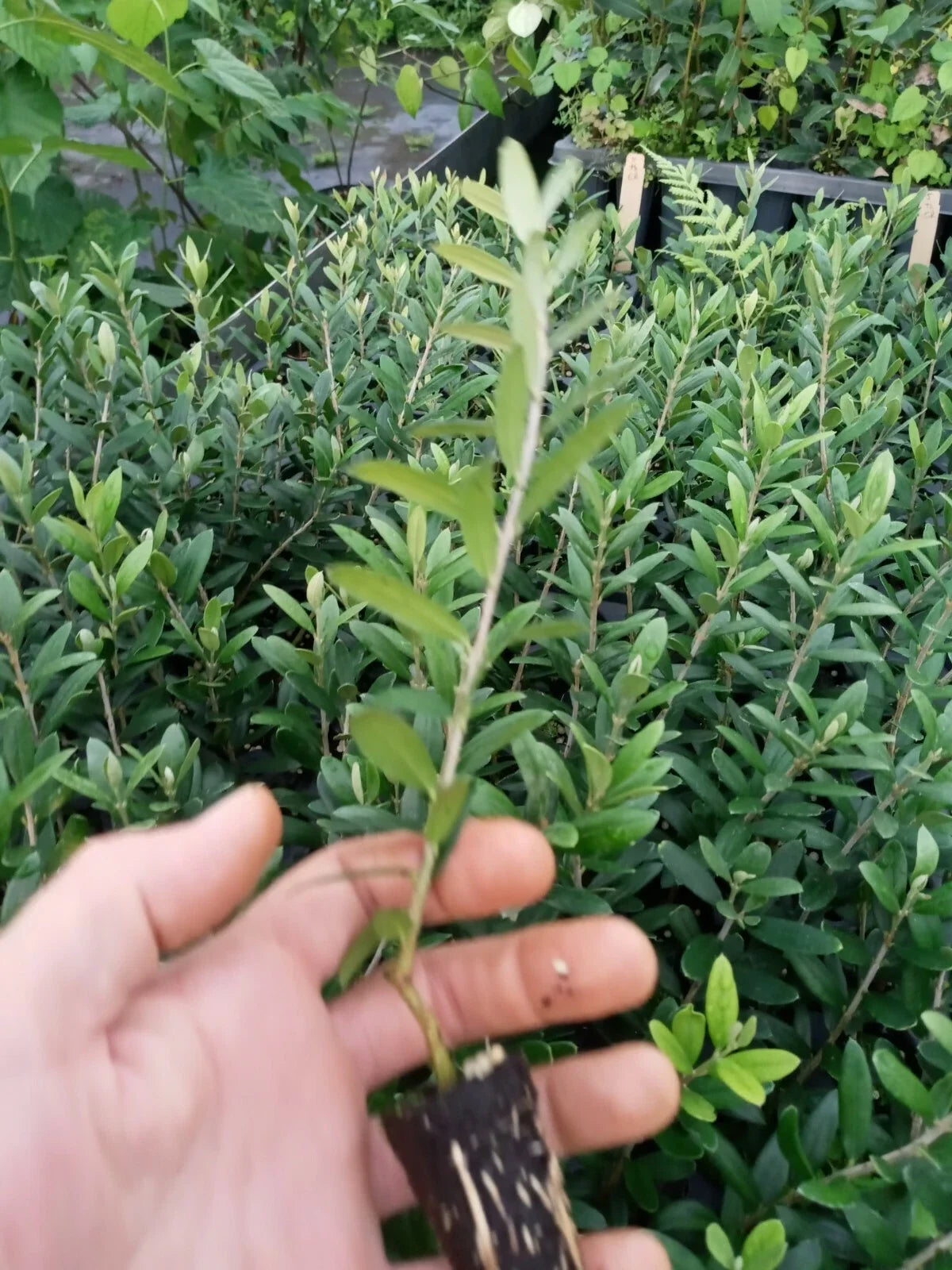 Olive Tree Starter Plant - Arbequina Variety - Olea europaea - Rooted, Ready to Grow, Compact Bushy, 12-18 Inches