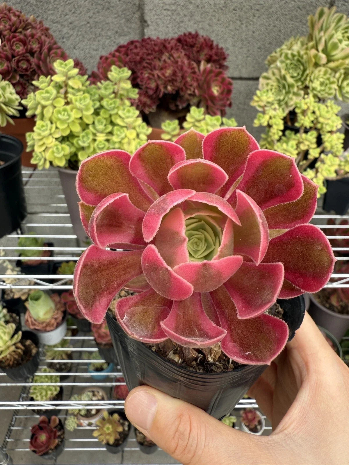 Live Succulent Plant 2.5" Pink Witch Echeveria Rooted Cutting for Home Decor & Gardening