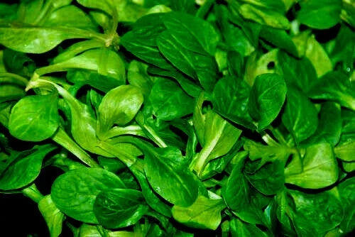 African Cabbage Seeds - 1100+ Cleome Gynandra Vegetable Seeds for Organic Gardening & Home Planting