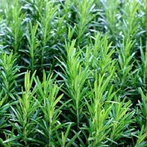 Premium Common Rosemary Herb Seeds - Heirloom Salvia rosmarinus for Culinary & Garden Use