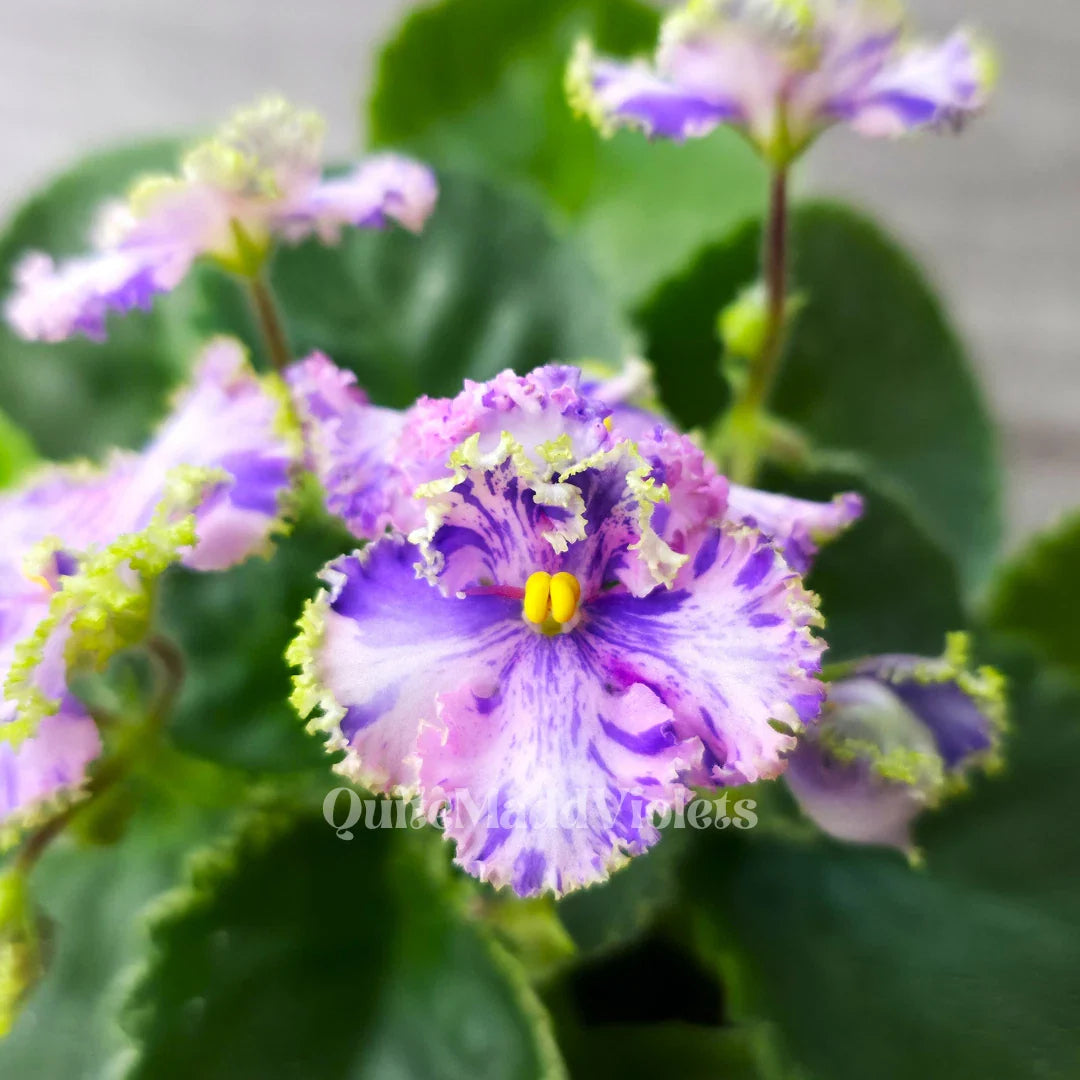 African Violet Leaf - Fresh Cut for Propagation - AV-Soap Bubbles Saintpaulia Indoor Plant Accessory