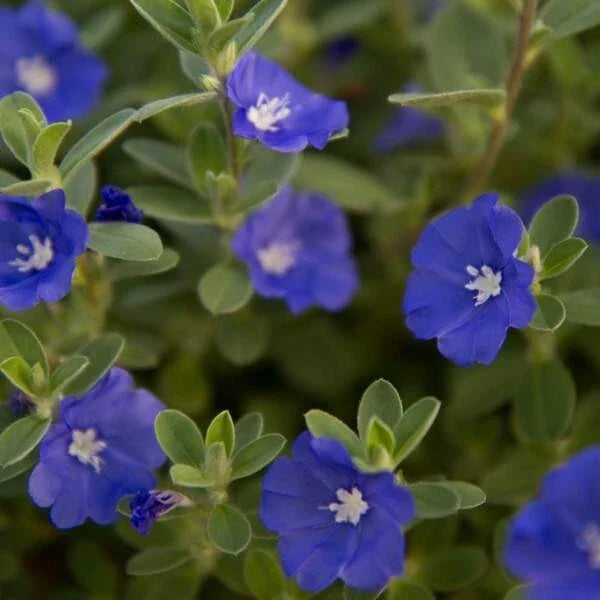 Evolvulus Blue Daze Live Plant Plug - Vibrant Blue Flowers, Well-Rooted Ground Cover for Gardens & Landscaping