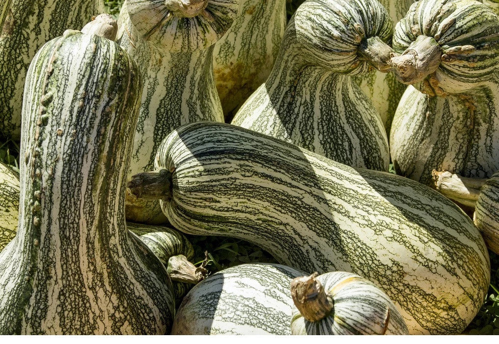Cushaw Green Striped Pumpkin Seeds – Heirloom Cucurbita mixta, Vining Gourds for Pies & Cooking, 10-575 Seeds