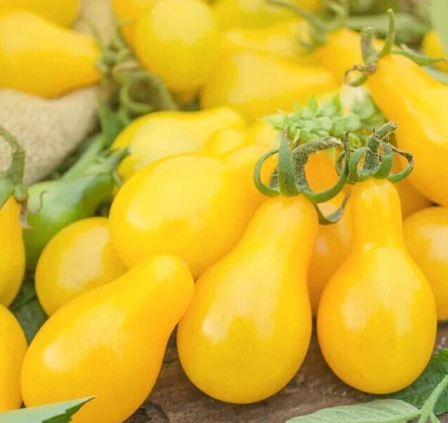 Yellow Pear Tomato Seeds - Organic Indeterminate Vegetable Seeds - 50+ Seeds