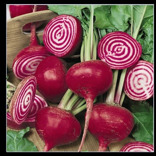 Chioggia Beet Seeds 0.5 Lb Candy Stripe Beta vulgaris var. cicla for Microgreens & Garden Cultivation