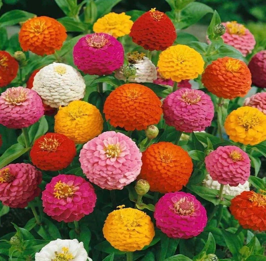 Zinnia Seeds - Thumbelina Mix Dwarf Non-GMO Flower Seeds for Gardens, Containers, Borders - Zinnia elegans, 100+ Seeds