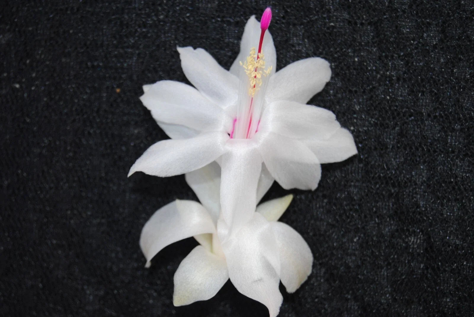 Christmas Cactus Starter Plant, Small White Knight Variety, Well-Rooted Schlumbergera Truncata, Healthy Indoor Plant