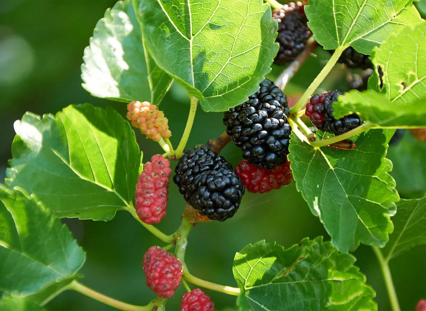 Live Red Mulberry Plant 16-24 Inches Morus rubra 1-2 Years Old Hardy Zones 5-9