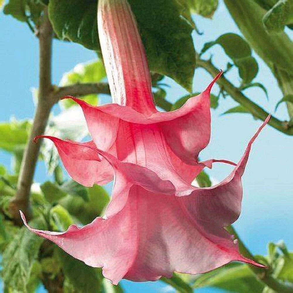 Double Pink Rose Angel Trumpet Seeds – Brugmansia Datura – 10 Pack – Fragrant, Double Pink Blooms, Easy to Grow, USA Grown