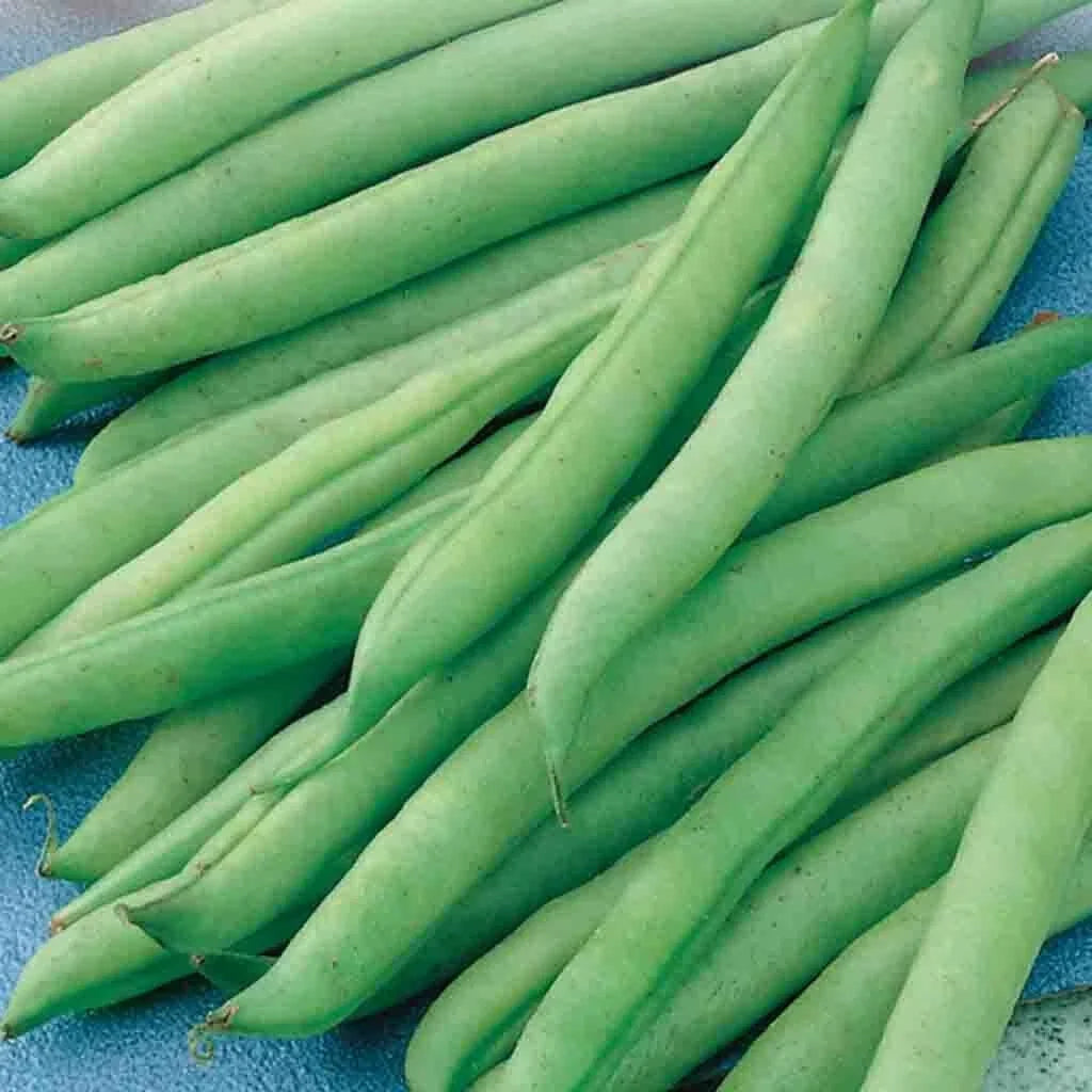 Green Bean Seeds - Phaseolus vulgaris - Non-GMO, Bush Type, Fresh Seeds for Home Garden & Container Planting