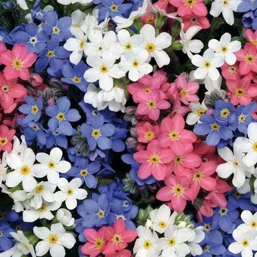 Forget Me Nots Seeds - Mixed Colors, Perennial, Non-GMO, Pollinator-Friendly, 500 Seeds, Myosotis spp.