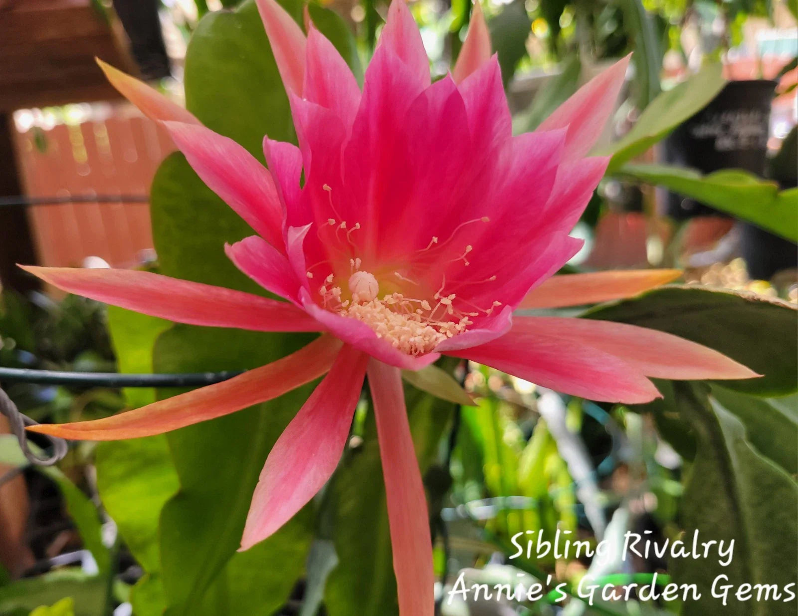 Epiphyllum Unrooted Cuttings - Sibling Rivalry Variety - 8-10 Inches Long for Propagation & Gardening