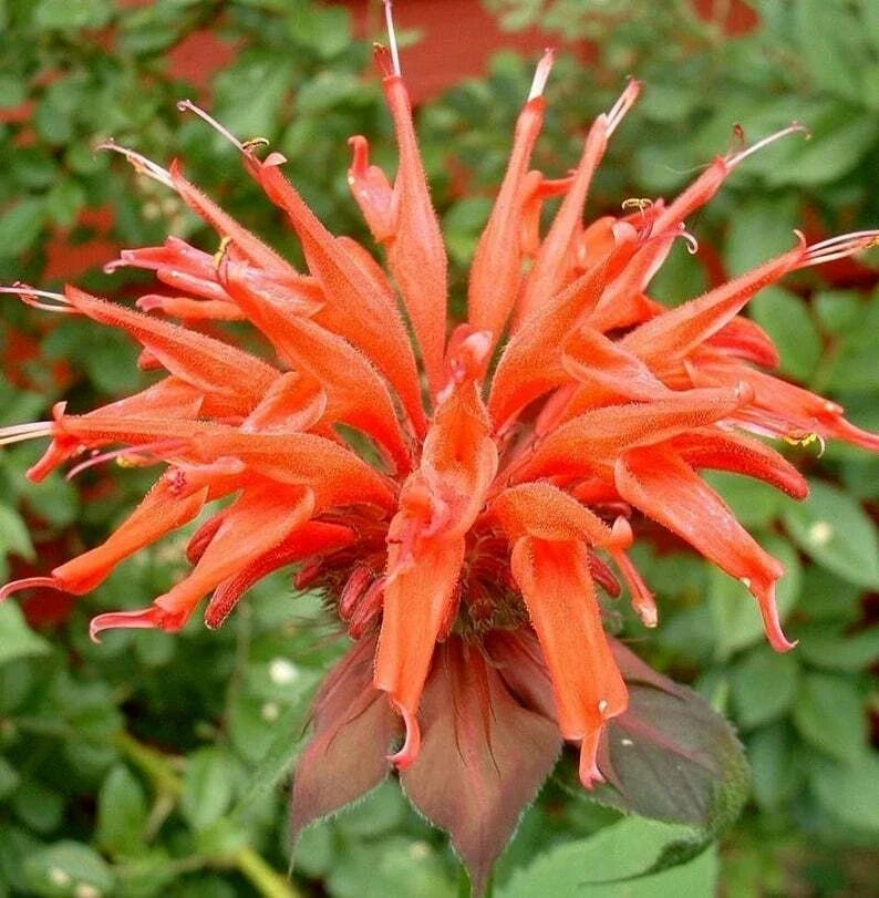 Orange Bee Balm Seeds - 100 Count, Hummingbird & Butterfly Attractant, Monarda didyma, Perennial Flower Seeds for Garden, Borders, Containers
