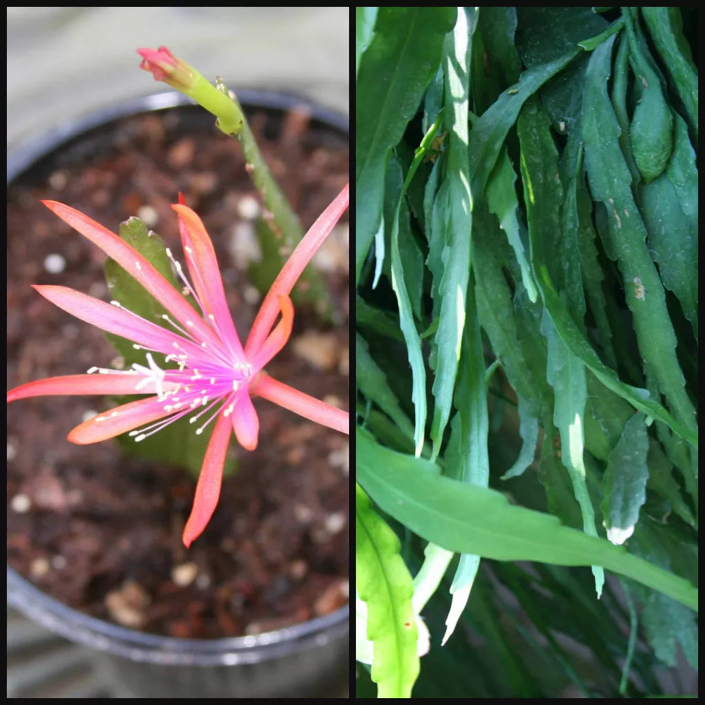 Epiphyllum Cuttings 6-8" Long Orchid Cactus Succulent Epiphyllum spp.