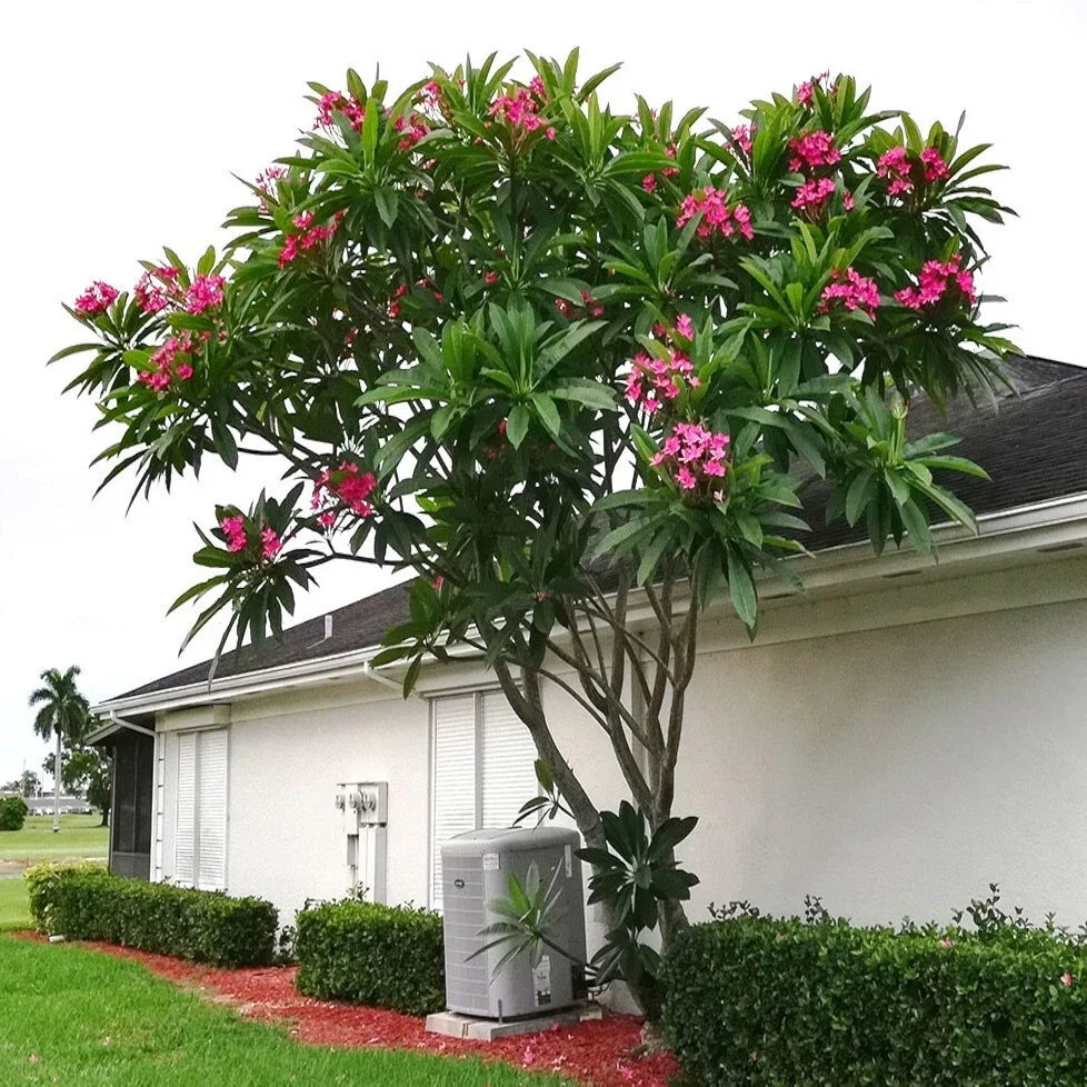 Mexican Red Plumeria Seeds - Tropical Frangipani Flower (P. rubra) for Garden & Landscape