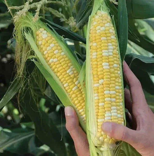 Peaches and Cream Sweet Corn Seeds - 1000+ Organic Hybrid Non-GMO Seeds for Planting