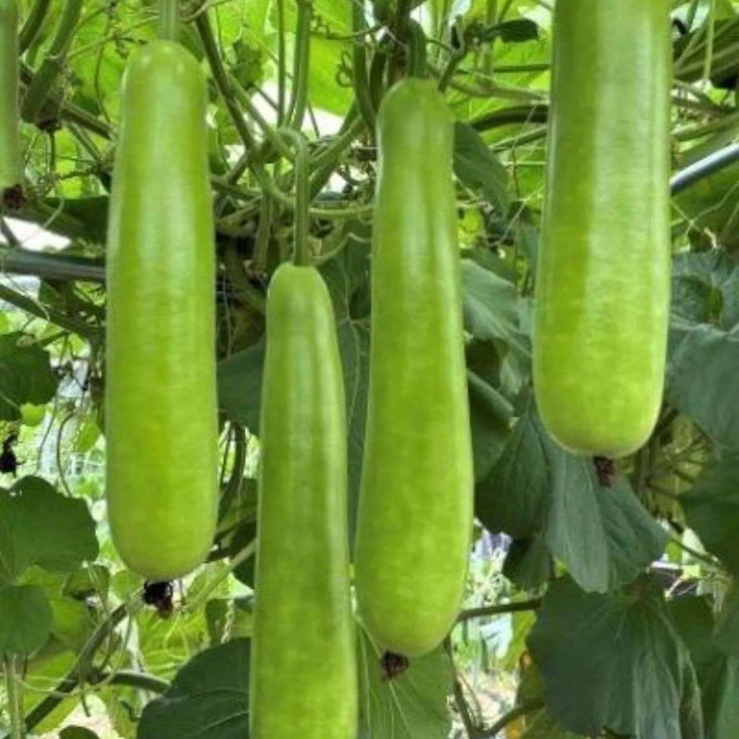 35pcs Long Bottle Gourd Seeds Non-GMO Calabash Gourd Seeds for Planting Lagenaria siceraria Seed Packet