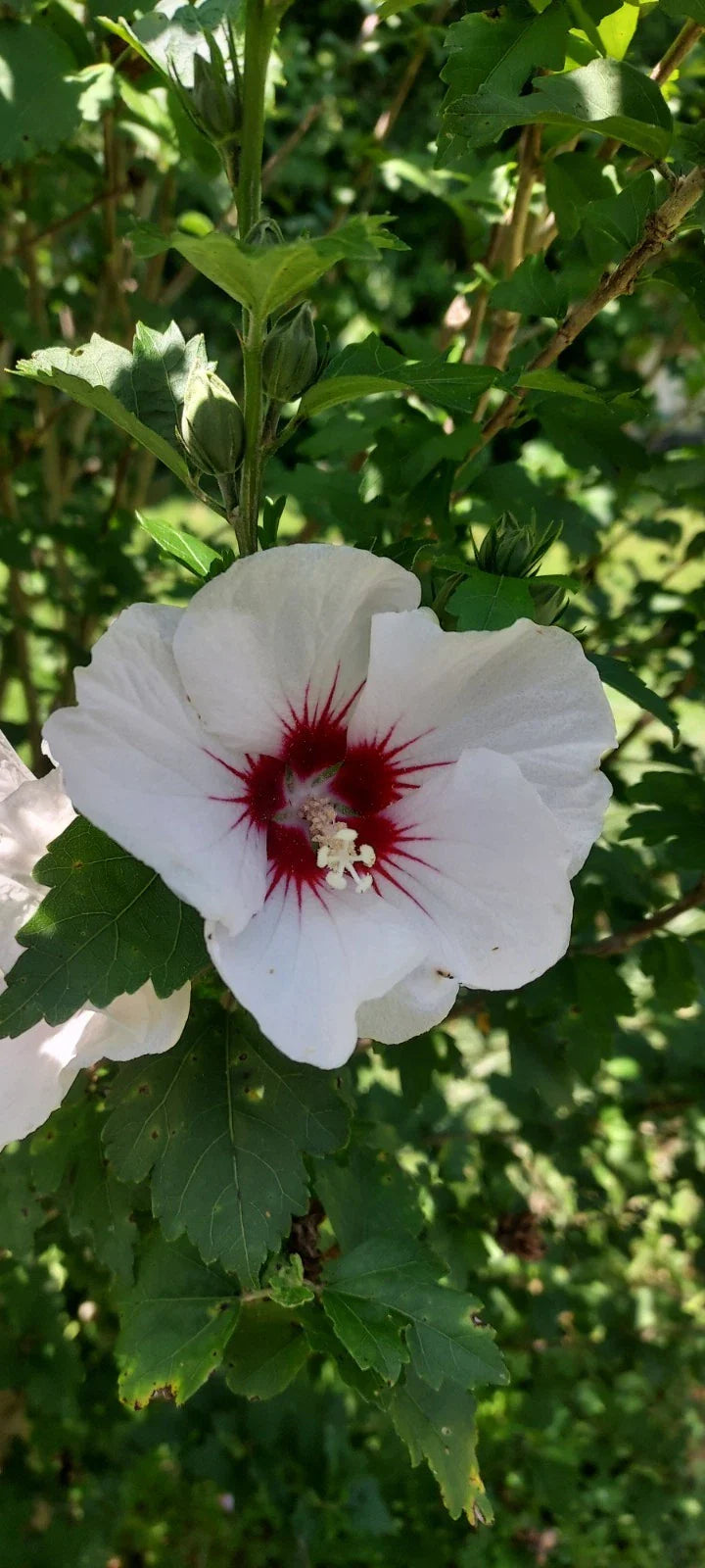 Unrooted Rose of Sharon Cuttings - White with Maroon Flowers Hibiscus syriacus, Deciduous Shrub for Garden, Landscape & Pollinators