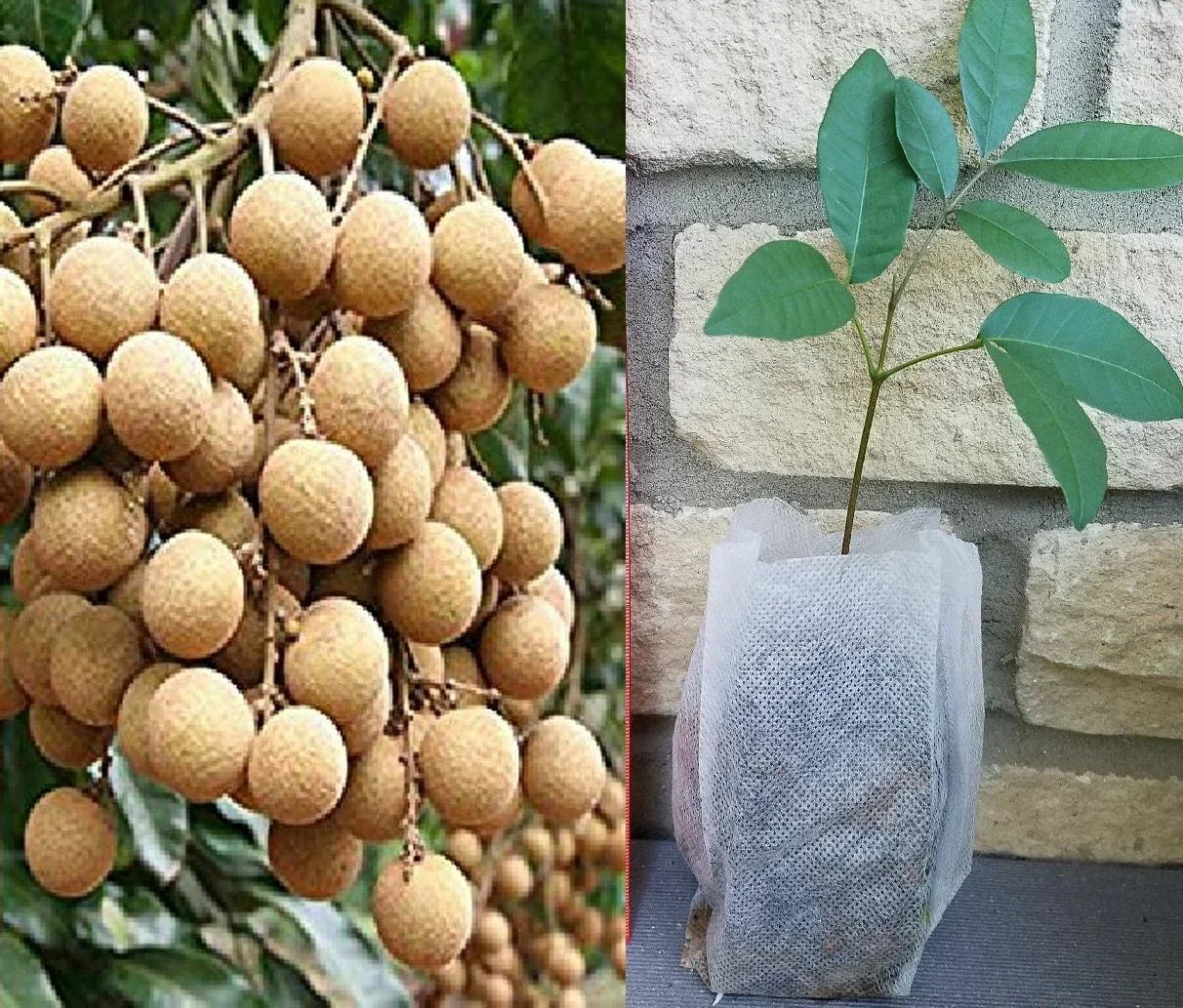 Longan Seedling Plant - Tropical Fruit Tree - Dimocarpus longan - Evergreen Foliage - USDA Zones 10-11