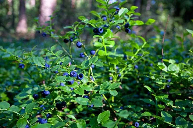 Lowbush Blueberry Seeds 30 Count Organic Vaccinium angustifolium for Small Gardens & Containers