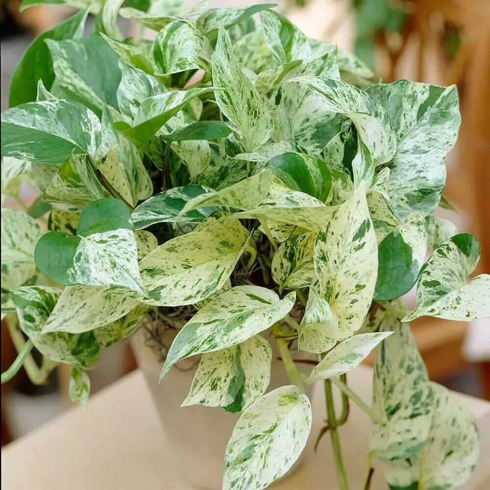 Pothos Ivy Cuttings Combo 6 - Marble Queen, Brazil, N'Joy - Indoor Houseplant Epipremnum aureum