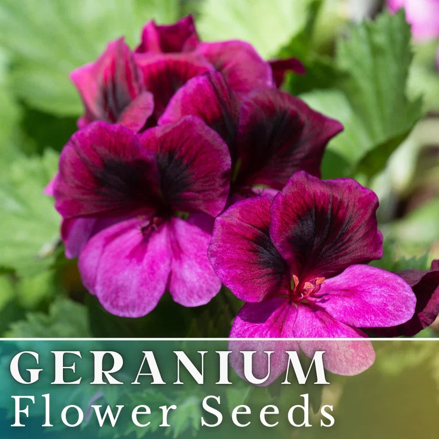 Geranium Seeds 100+ Berry Phantom Fragrant Flower Seeds Pelargonium x hortorum Non-GMO