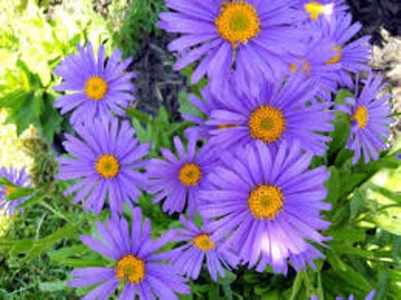 Blue Aster Seeds - 100 Organic Perennial Heirloom Seeds | Aster Alpinus Blue
