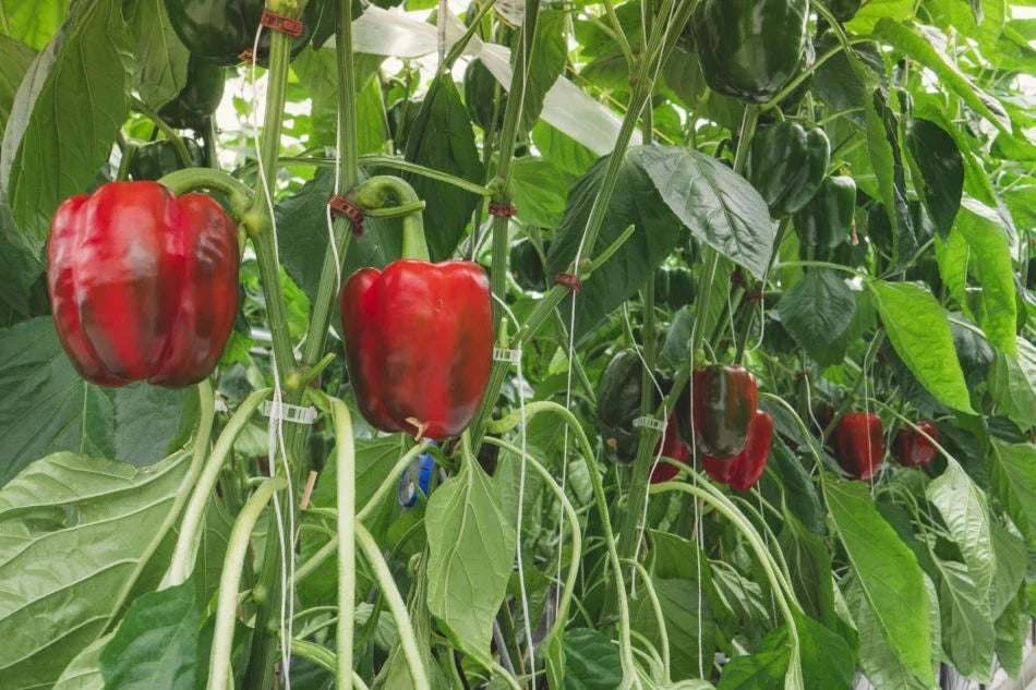 Sweet Red Girl Bell Pepper Seeds - 500 Non-GMO Heirloom Capsicum annuum for Home Gardening