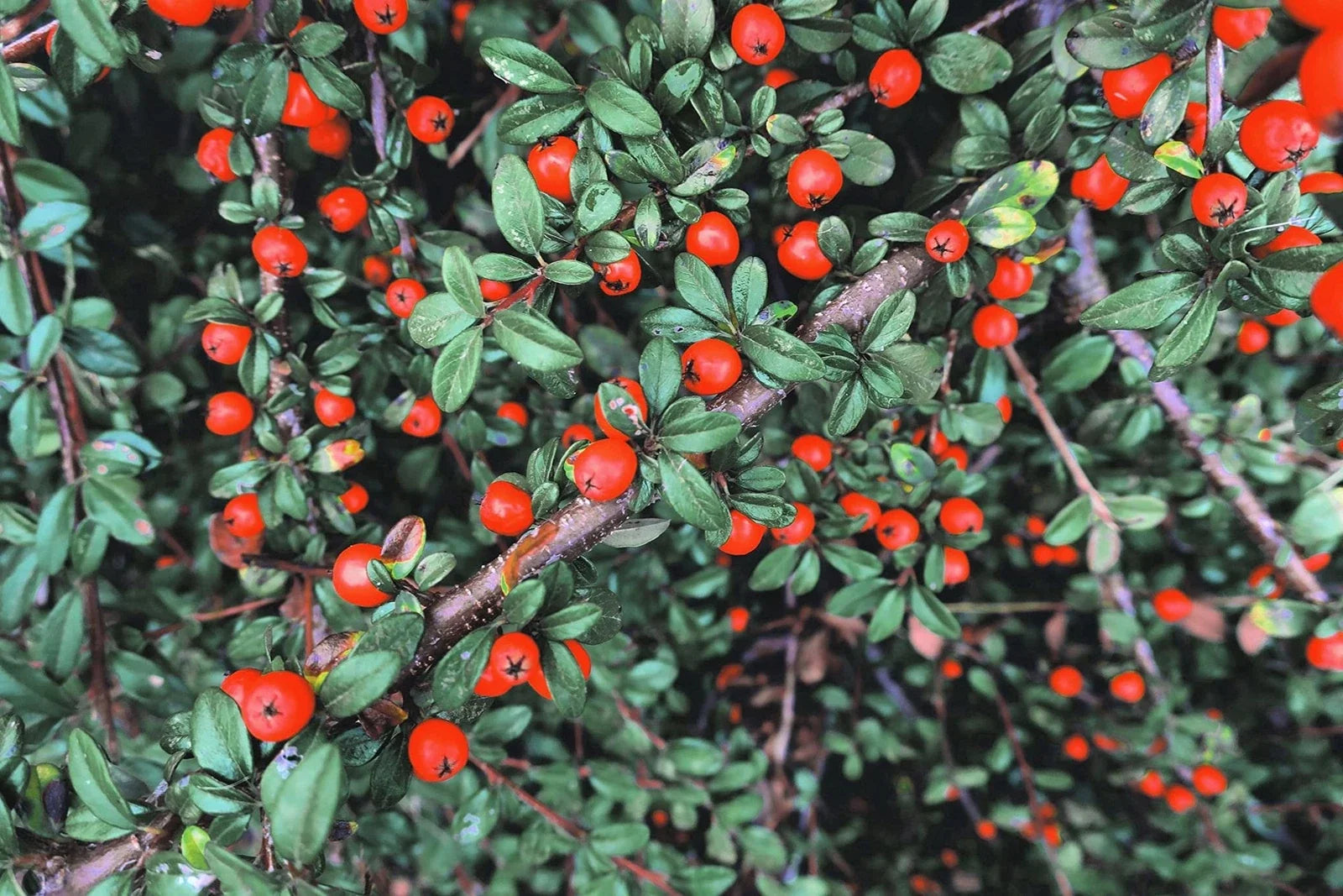 Creeping Cotoneaster Seeds - 50 Pack Ground Cover Plant - Cotoneaster adpressus for Erosion Control & Landscaping