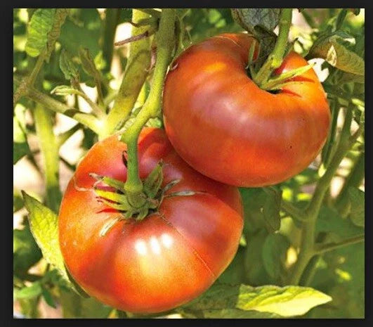 Brandywine Red Tomato Seeds - Heirloom Non-GMO Open Pollinated (30 to 5000 Seeds)