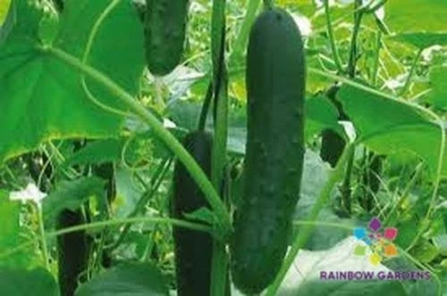 Corinto Cucumber Seeds - 25+ Pack, Heirloom Cucumis sativus for Garden Planting, Organic, Non-GMO, Full Sun, Climbing Vine