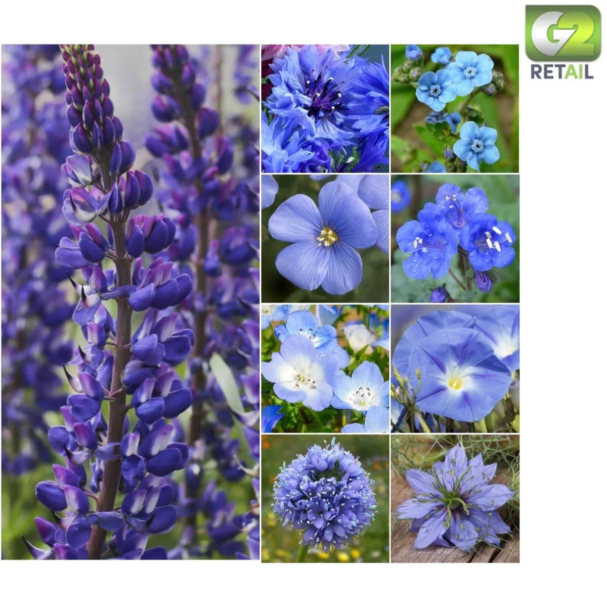 Dazzling Blue Wildflower Seeds - 30,000 Count - Easy to Grow Annual & Perennial Mix for Gardens