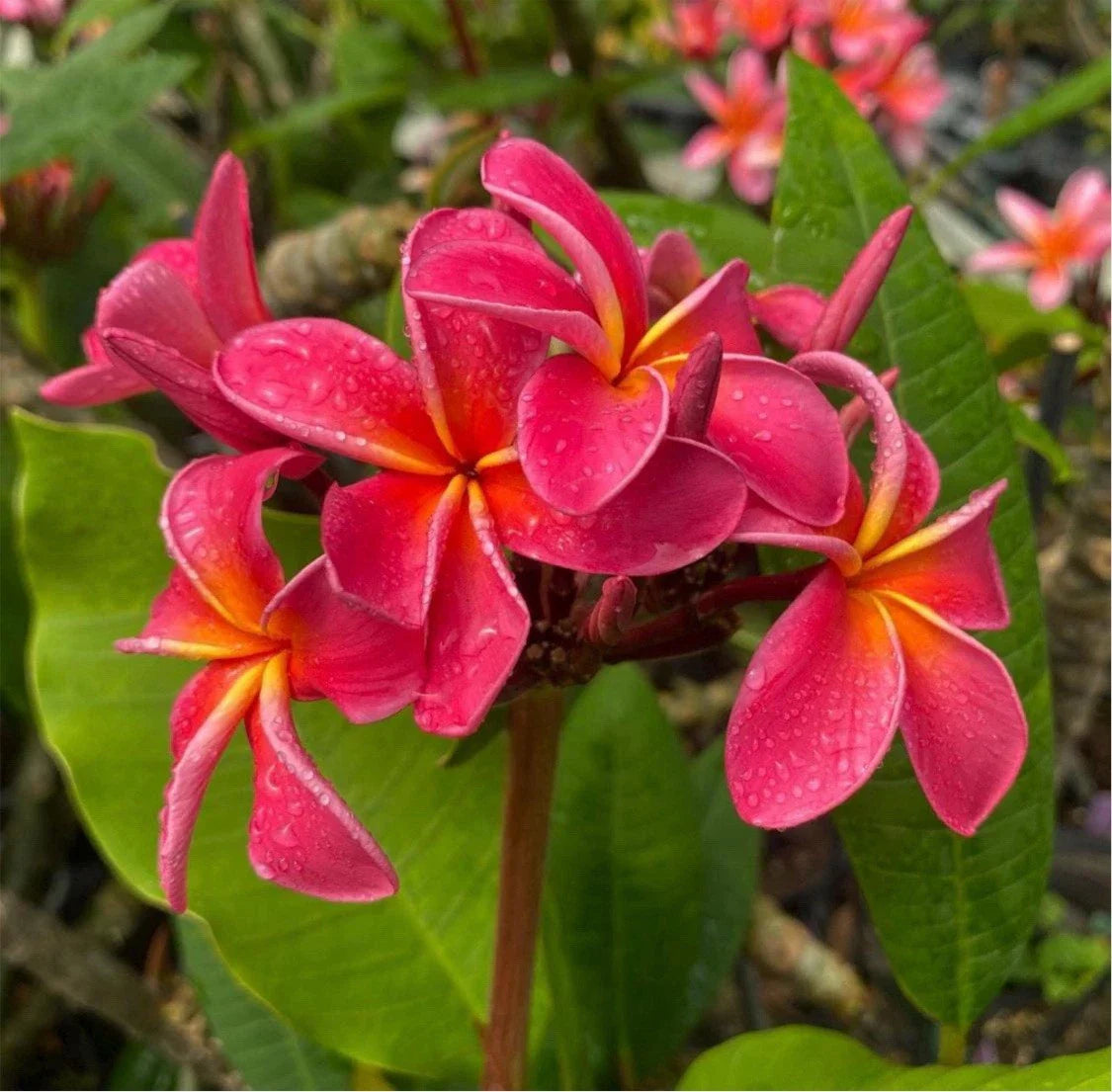 Rooted Plumeria Cutting - Fruit Punch Variety - 21 Inches - Plumeria rubra Tropical Plant for Garden or Indoor