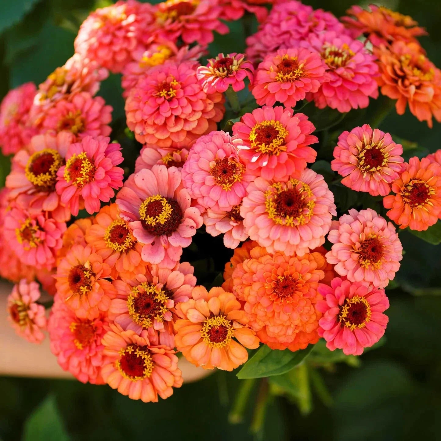 Zinnia Seeds - 100+ Pumila Salmon Variety - Vibrant Flowering Annual for Garden, Borders, Containers - Zinnia elegans