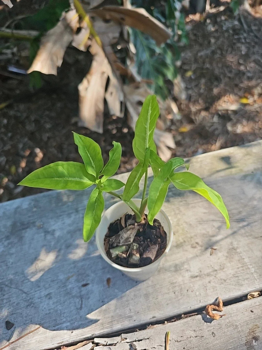Syngonium Angustatum Little Star Live Plant 2.5" - Five Finger Variegated Houseplant