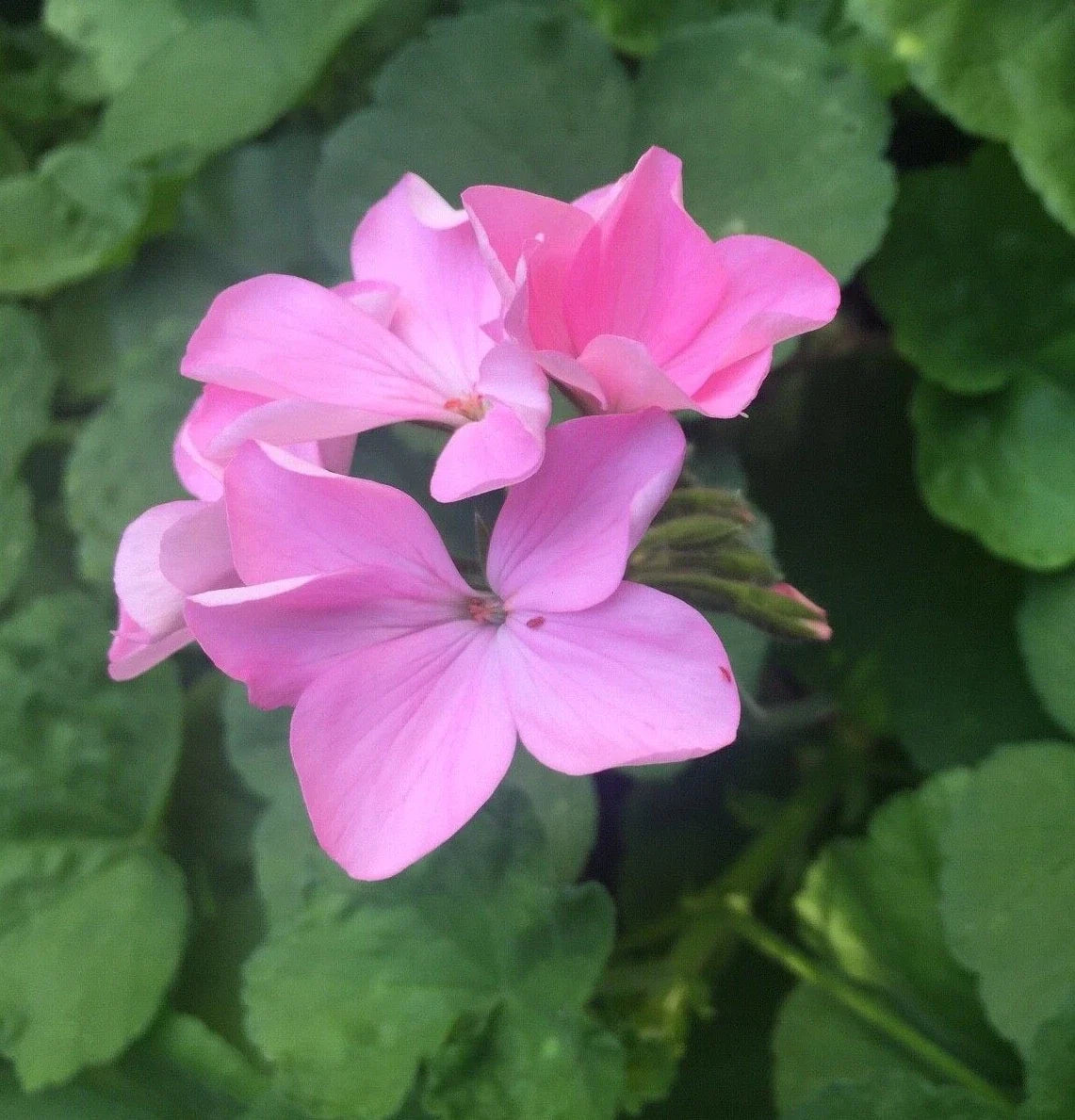 Zonal Geranium Cuttings 4-Pack Bubblegum Pink Pelargonium hortorum Unrooted Live Stems for Garden Beds Baskets Containers