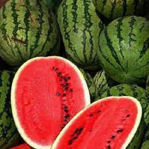 Premium All Sweet Watermelon Seeds - Heirloom Citrullus lanatus for Home Garden, Juicy & Sweet Melons, Non-GMO Seed Pack