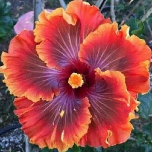 Hibiscus Seeds - Perennial 20 Pack - Red, Purple, Orange Flowers - Hibiscus rosa-sinensis Plant for Garden or Container
