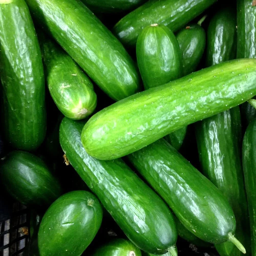 Organic Eureka Cucumber Seeds, Heirloom Variety, Cucumis sativus, 50 Seeds for Garden & Container Planting