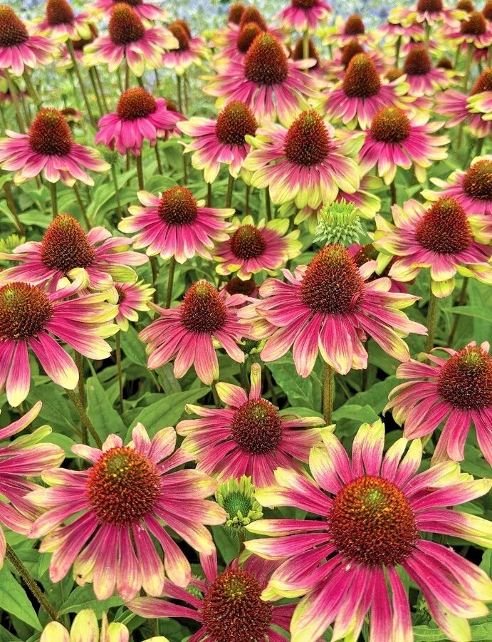 Echinacea Sweet Sandia Coneflower Starter Plants 2.25" Pot Perennial Pollinator-Friendly Drought-Tolerant