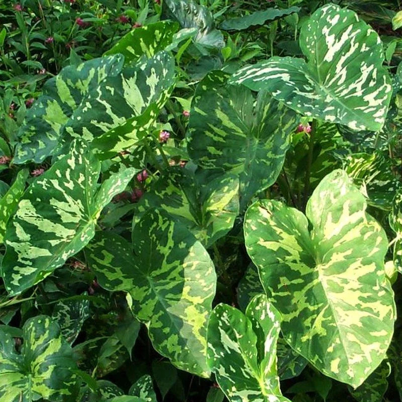 Elephant Ear Plant Starter - Alocasia Camouflage Pattern - Small Rooted HILO BEAUTY in 4-Inch Pot