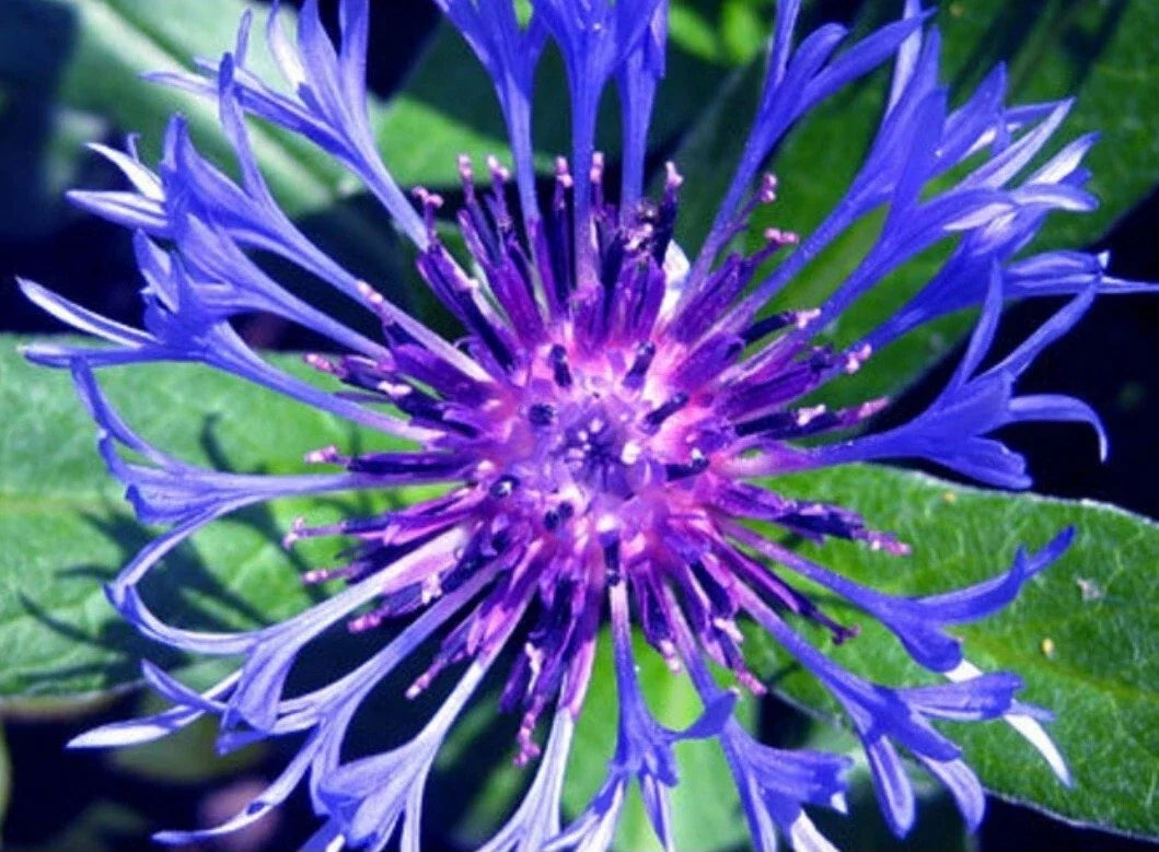 Blue Bachelor Button Perennial Plant - Blue Flowering Herbaceous Plant - Centaurea cyanus - Starter Plant