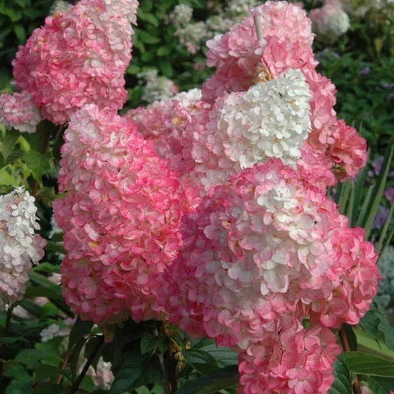 Vanilla Strawberry Hydrangea Seeds - 5 Perennial Flower Seeds - Hydrangea paniculata 'Vanilla Strawberry'