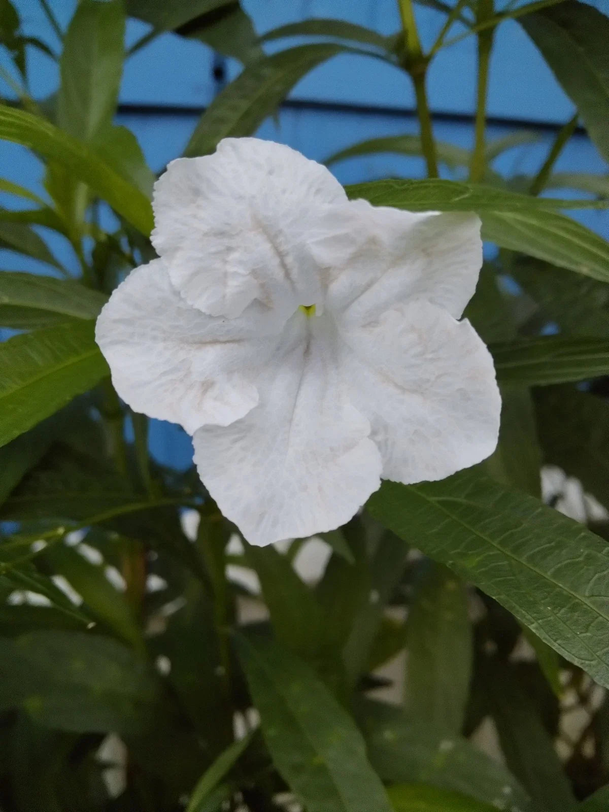 Tall White Mexican Petunia Plants - 6-Pack of Seedlings, Ruellia simplex, White Blooms, Drought Tolerant, Garden, Landscape