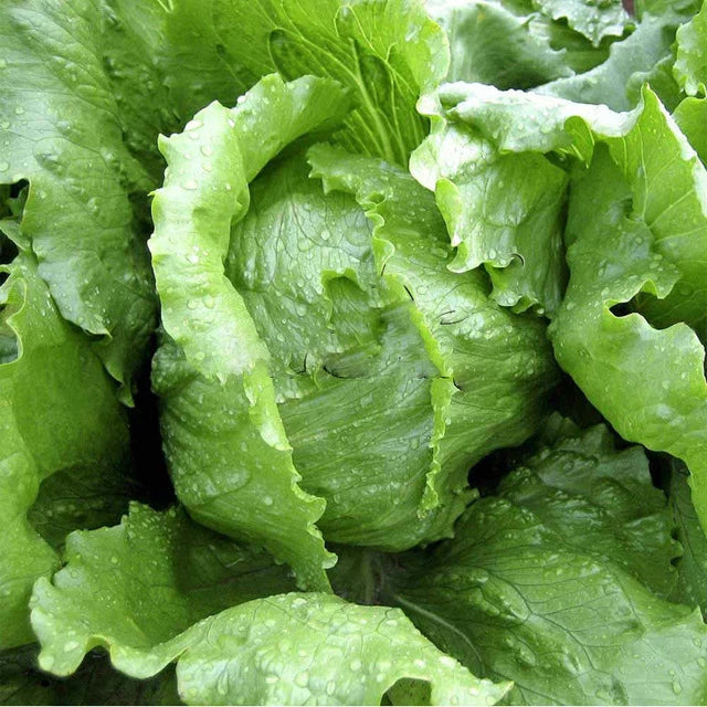 Iceberg Lettuce Seeds - 600+ Non-GMO Crisphead Seeds - Lactuca sativa - USA