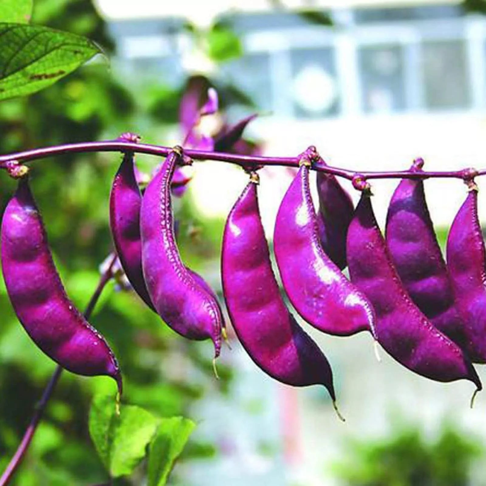 Non-GMO Purple Hyacinth Bean Seeds 30 Pcs Climbing Vine with Red Foliage Lablab purpureus