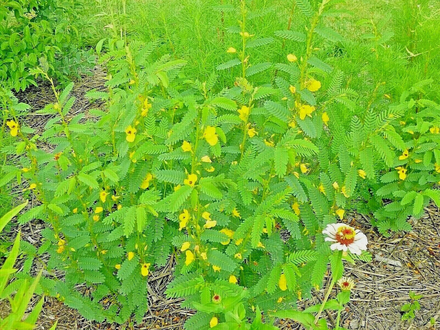 Partridge Pea Seeds - 200+ Wildflower Seeds for Wildlife Food Plots - Chamaecrista fasciculata