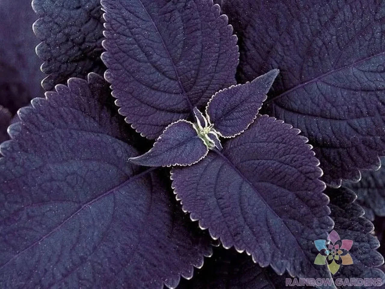 Black Coleus Seeds - 25+ Count for Garden Planting - Coleus blumei - Vibrant Foliage, Easy Grow, USA Grown