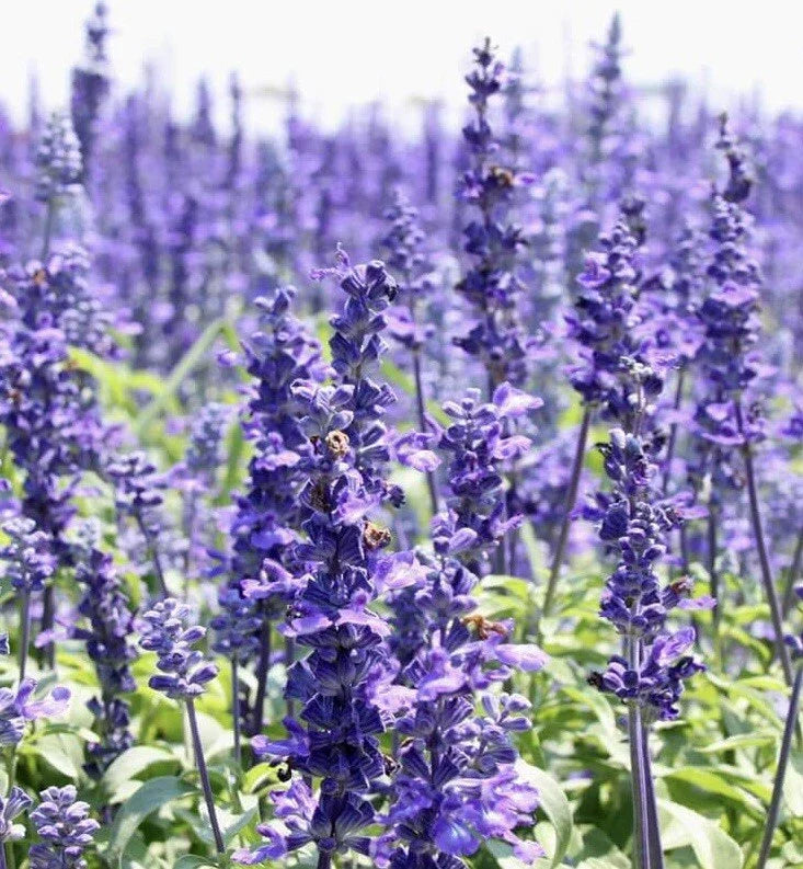 Hyssop Seeds - 800+ Count - Perennial Hummingbird & Pollinator Plant - Non-GMO Hyssopus officinalis