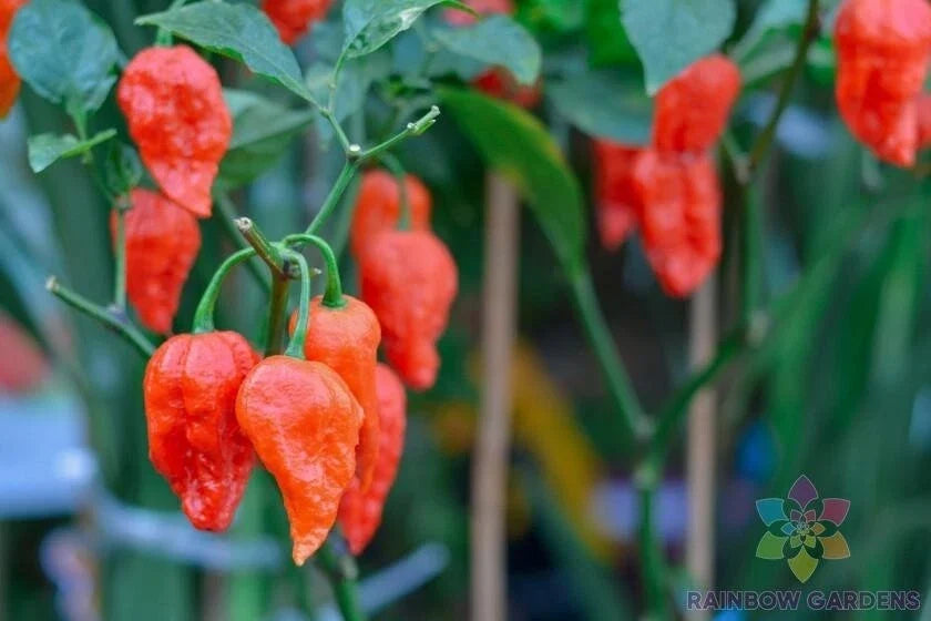 Carolina Reaper Hot Pepper Seeds - 25+ Non-GMO Capsicum chinense for Spicy Garden Cultivation
